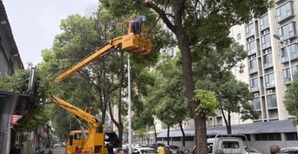 昆山树木修剪：雕琢城市绿韵的匠心工艺