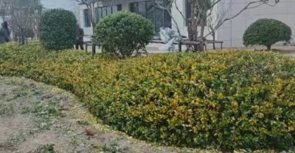 昆山绿化公司：从基础到卓越的进阶之路